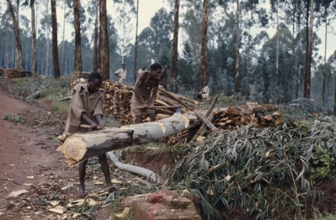 RWANDA, Environment, Deforestation, Felling trees.