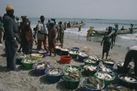 GAMBIA, Industry, Fishing, Fishing village with people on the beach with buckets of  the days catch
