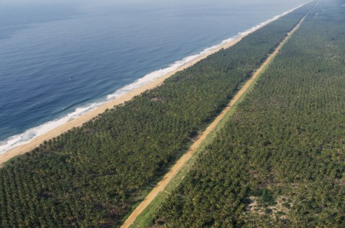 IVORY COAST, Abidjan, Aerial view over palm plantations and shoreline