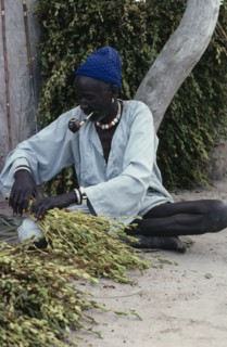 SUDAN, Work, Dinka man tying harvested sesame crop into bundles.