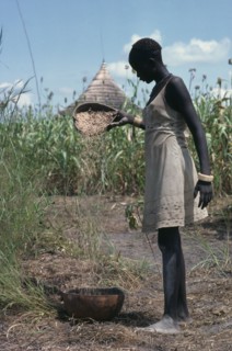 SUDAN, Farming, Dinka girl winnowing millet.