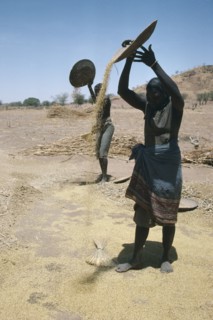 SUDAN, South Darfur, Farming, Masalit women winnowing millet.  The Masalit people primarily make