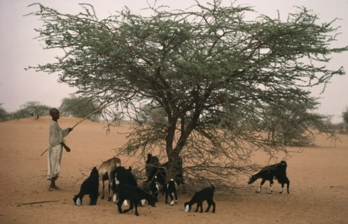 SUDAN, Kordofan Province, Farming, Shaking leaves from Acacia tree for goats to eat.