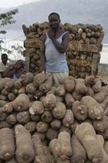 GHANA, Markets, Man with yams for sale.