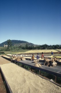 KENYA, Agriculture, Harvested coffee beans laid out to dry in the sun on raised platforms on Kikuyu