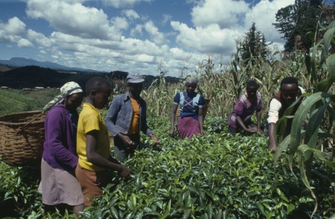 KENYA, Agriculture, Family picking tea on hillside plantation beside maize crop.