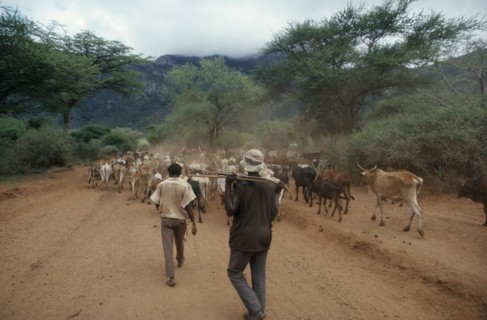 KENYA, Baro, Herdsmen with cattle on dusty unmade road.