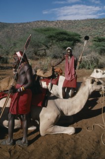 KENYA, Highlands, Samburu camel safari near Nanyuki.