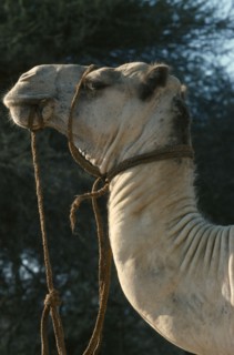 KENYA, Transport, Animal, Samburu camel safari. Camel with rope harness.