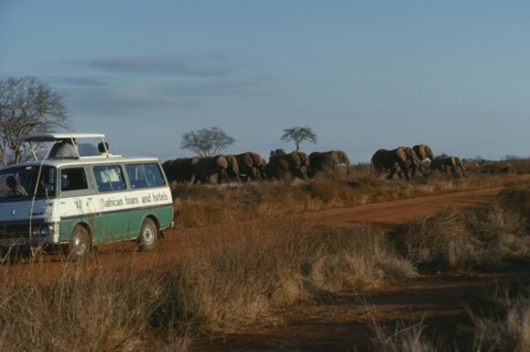KENYA, Tsavo Park, Tourists in safari jeep watching herd of elephants.
