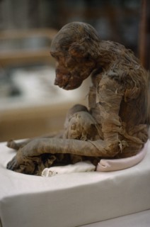 EGYPT, Cairo, Unwrapped mumified monkey in Cairo Museum.