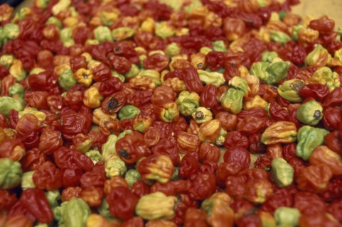 IVORY COAST, Abidjan, Display of chilies for sale in covered market.