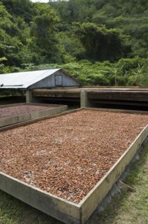 VENEZUELA, Sucre State, Cacao drying facility with moveable roof in background.