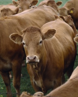AGRICULTURE, Animals, Cattle, Herd of cattle with one animal looking towards lens