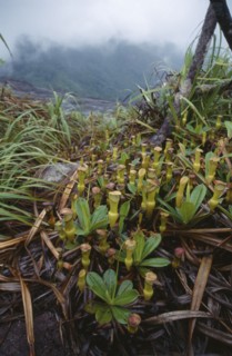 SEYCHELLES, Mahe Island, Pitcher plants or Nepenthes Pervillei. Granite rock glacis on Copolis