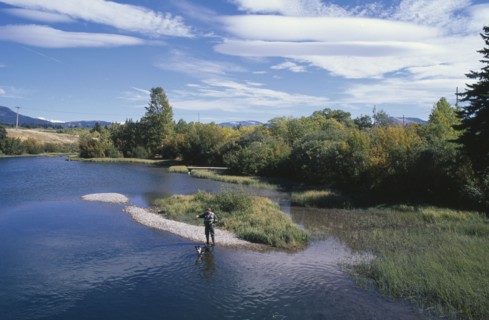 CANADA, Alberta, Man trout fishing in river near Crowsnest Pass with dog standing in water at his
