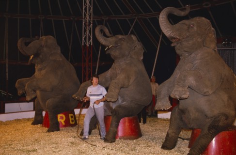 ENGLAND, Animals, Elephants, Elephant trainer inside circus tent with three performing elephants.
