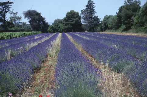 FRANCE, Provence Cote D Azur, Ile St Honorat, Lavender fields
