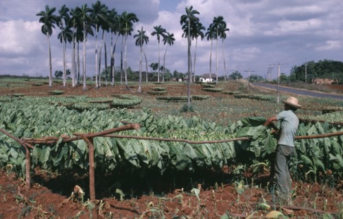 CUBA, Pinar del Rio, Man tying harvested tobacco leaves on to wooden racks to dry.