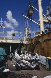 SOUTH AFRICA, Western Cape, Cape Town, Transferring shipment of frozen tuna fish for overseas