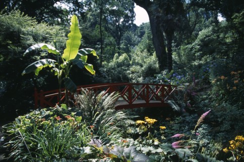 ENGLAND, Dorset, Weymouth, "Abbotsbury Sub Tropical Gardens. Red oriental bridge surrounded by