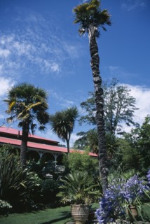 ENGLAND, Dorset, Weymouth, "Abbotsbury Sub Tropical Gardens. Colonial style teahouse behind palm