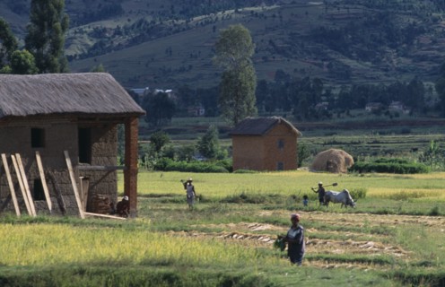 MADAGASCAR, Agriculture, Road to Ambositra. Thatched buildings and local farmers working amongst