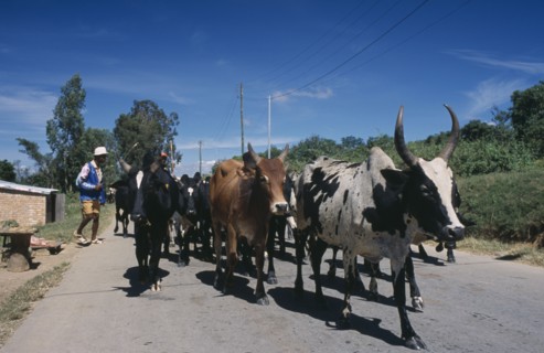 MADAGASCAR, Agriculture, Road to Ambalavao. Herdsman driving Zebu cattle along road