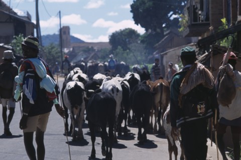 MADAGASCAR, Agriculture, Road to Ambalavao. Herdsman driving Zebu cattle along road through small