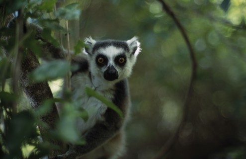 MADAGASCAR, Ambalavao, Anjaha Nature Reserve. Ring Tail Lemur in tree looking through lens