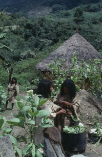COLOMBIA, Sierra Nevada de Santa Marta, Chendukua, Old traditional centre of Chendukua Kogi Tribe.