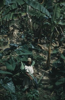COLOMBIA, Sierra Nevada de Santa Marta, Ika Tribe, "Don Carlos a respected Ika or Bintukua elder on