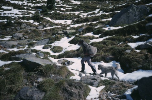 SPAIN, Pyrenees, Agriculture, Shepherd climbing mountain path in melting snow followed by dog.