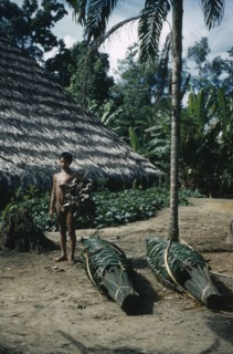 COLOMBIA, Vaupes Region, Tukano Tribe, Man carrying dried “yarumo” leaves for coca process. Bundles