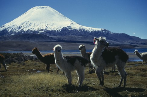 CHILE, Lauca National Park, "Llamas by Lago Chungara, with Volcano Payachata in the background."