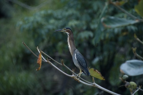 WEST INDIES, Tobago, Castara Bay, Green Backed Heron