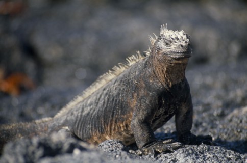 ECUADOR, Galapagos Islands, A Marine Iguana on Bajas Beach on Santa Cruz Island.
