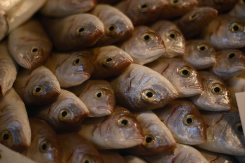 ITALY, Tuscany, Pisa, Fish for sale.