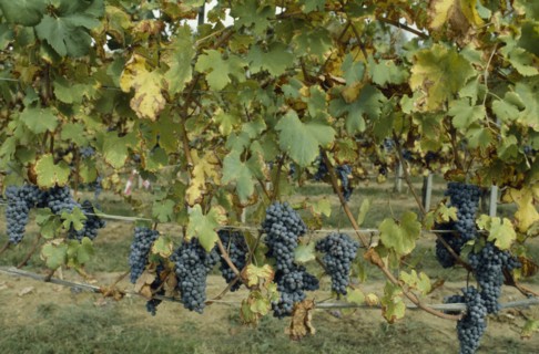 ITALY, Food and Drink, Ripe black grapes on vines growing in Italian Lakes area.