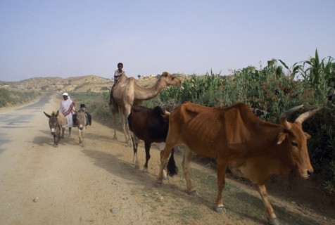 ERITREA, Seraye Province, "Children on road with donkeys, camel and cattle.  Livestock is very