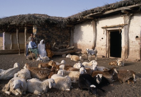 ERITREA, Seraye Province, Sheep farmer and family outside remote village home with small flock in