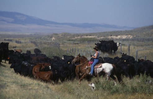 USA, Montana, Park County, Cowgirl driving cattle by Highway 89 in South Montana.
