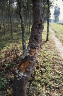 CONGO, Kivu Region, "Cinchona tree plantation, source of Quinine for German drug company Pharmakina