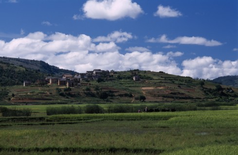 MADAGASCAR, Landscape, Road to Ambalavao. View across green fields with people leading Zebu cattle