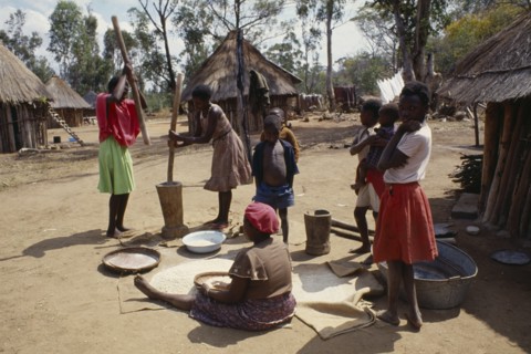 ZIMBABWE, Kwadeza, Women members of village co-operative pounding maize watched by children.