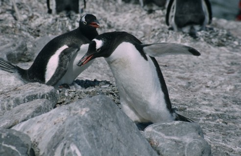 ANTARCTICA, Birds, Penguins, Gentoo Penguins in a peeble nest