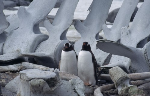 ANTARCTICA, Peninsula Region, Goudier Island, Port Lockroy. Two Gentoo Penguins with a large whale