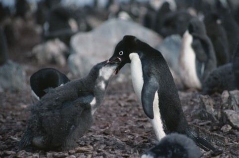 ANTARCTICA, Torgesson Island, Adult Adelie Penguin feeding young