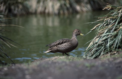ANTARCTICA, South Georgia, Bay of Isles, Georgia Pintail bird