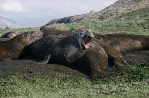 ANTARCTICA, South Georgia, Grytviken, Elephant seals on grass